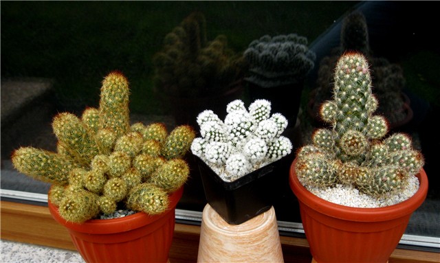 Mammillaria elongata, gracilis